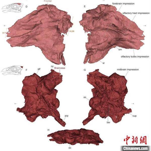 最原始鸟类“热河鸟”最新研究：嗅觉更好、日行主导 (图2)