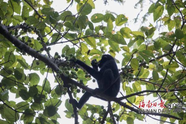 海南长臂猿种群数量得到有效恢复，呈现稳定增长态势 (图4)