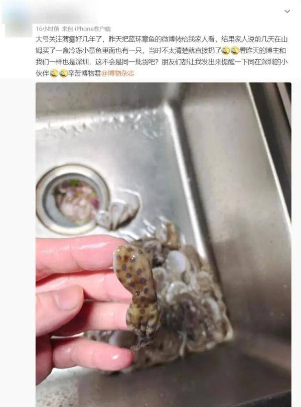 吃火锅遇到剧毒蓝环章鱼！还有哪些美食暗藏“杀机”？ (图2)