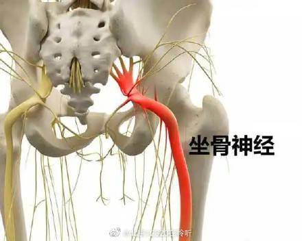 什么是坐骨神经？ (图1)