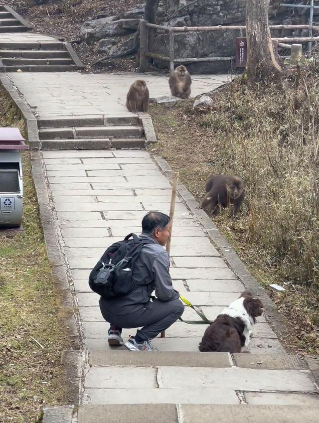 男子峨眉山上直播牵狗挑衅猴子？景区：按规定不能带宠物入内(图2)