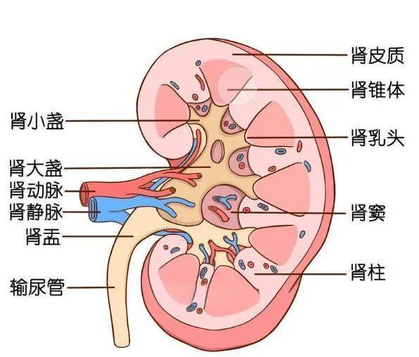 1791颗，密密麻麻！医生都惊呆了：他体内都是这些…… (图5)