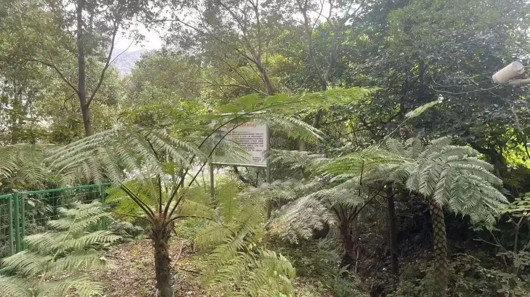 3.6亿年前的树种活了,曾是恐龙口粮!(pic2) 3.6亿年前的树种活了,曾是恐龙口粮!(pic2)