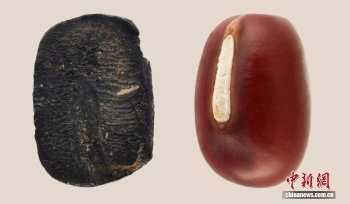 现代科技破解9000年前“古种”的身世之谜 (pic1) 现代科技破解9000年前“古种”的身世之谜 (pic1)