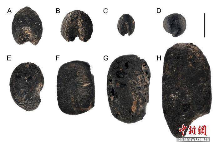 现代科技破解9000年前“古种”的身世之谜 (pic2) 现代科技破解9000年前“古种”的身世之谜 (pic2)