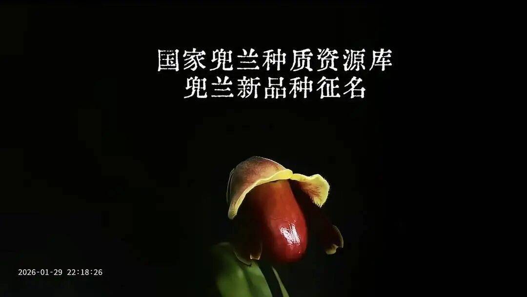 “炸糊的花生米戴黄帽”点赞超20万！继“二舅月季”后，又一“神名”诞生 (pic1)