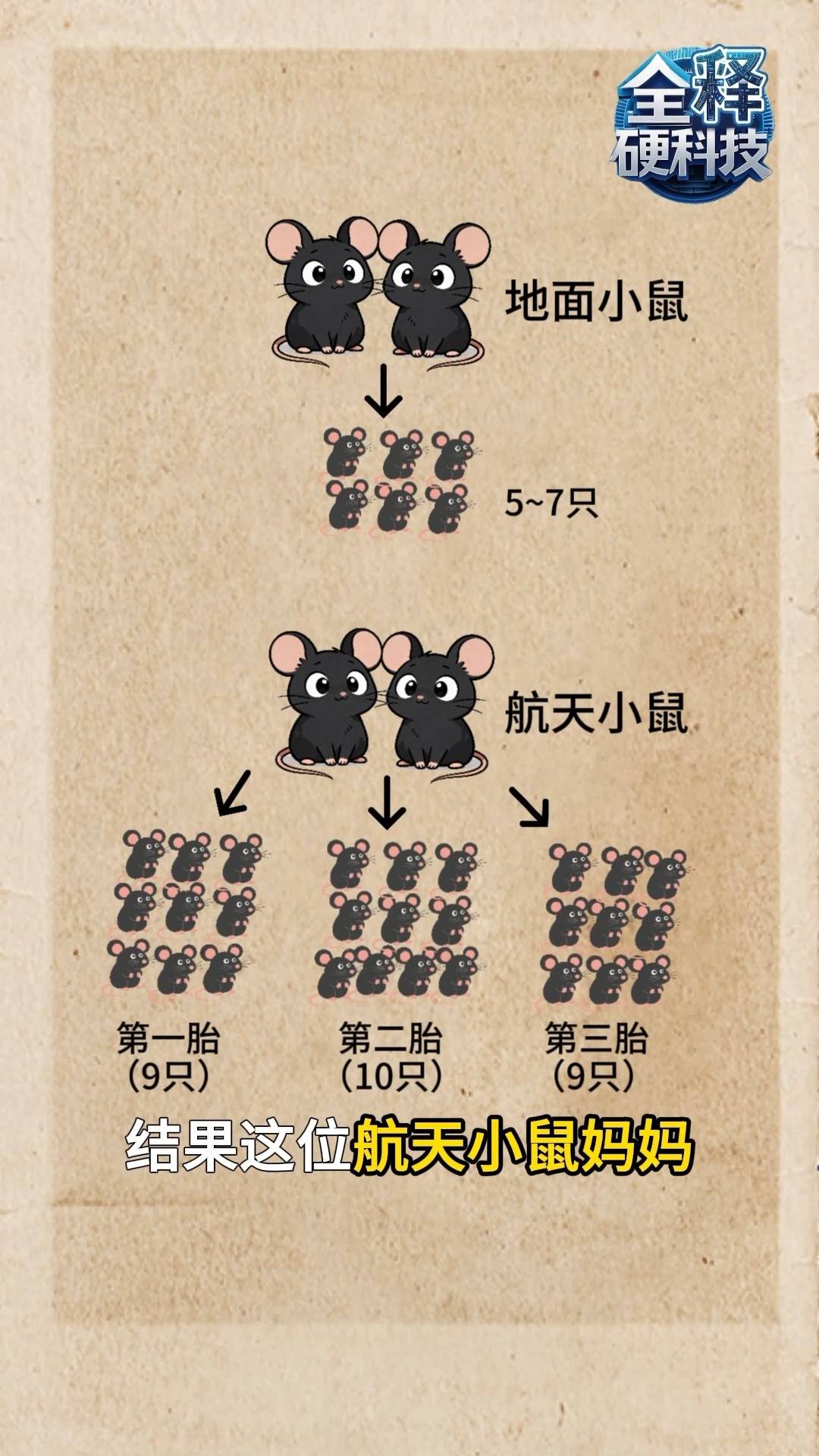 成功孕育第三胎鼠宝宝！太空小鼠研究进展来了 (pic1)