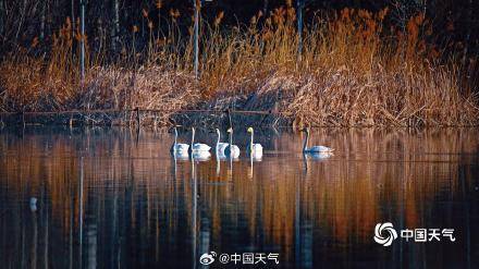 春江水暖“鹅”先知！白天鹅“做客”北京奥森公园 (pic1)