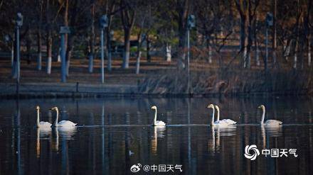 春江水暖“鹅”先知！白天鹅“做客”北京奥森公园 (pic6)