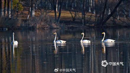 春江水暖“鹅”先知！白天鹅“做客”北京奥森公园 (pic3)
