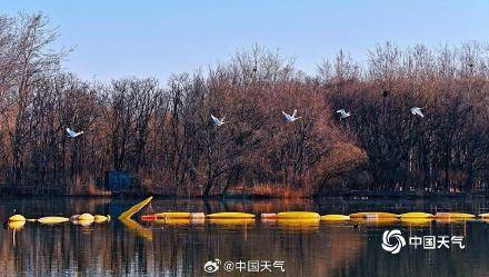 春江水暖“鹅”先知！白天鹅“做客”北京奥森公园 (pic5)