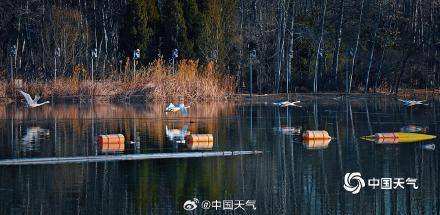 春江水暖“鹅”先知！白天鹅“做客”北京奥森公园 (pic7)