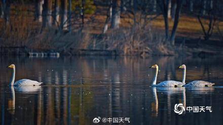 春江水暖“鹅”先知！白天鹅“做客”北京奥森公园 (pic9)