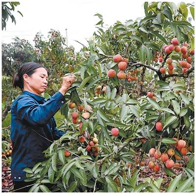 农产品如何带强大产业?看看这三国的特色农业链条 (pic1) 农产品如何带强大产业?看看这三国的特色农业链条 (pic1)