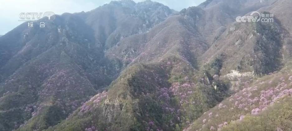 春和景明赏花经济持续火热 “观景+文化+体验”多元场景激发文旅消费新活力 (pic1)
