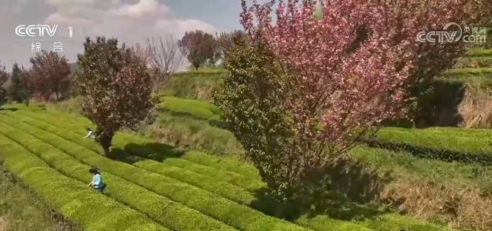 春和景明赏花经济持续火热 “观景+文化+体验”多元场景激发文旅消费新活力 (pic3)