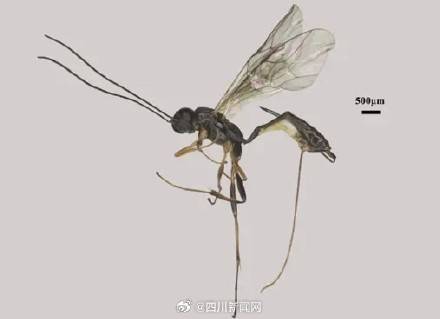 全球生物多样性再添“四川印记” 四川黄龙发现4种昆虫新种 (pic1) 全球生物多样性再添“四川印记” 四川黄龙发现4种昆虫新种 (pic1)