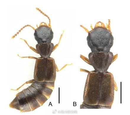 全球生物多样性再添“四川印记” 四川黄龙发现4种昆虫新种 (pic2) 全球生物多样性再添“四川印记” 四川黄龙发现4种昆虫新种 (pic2)