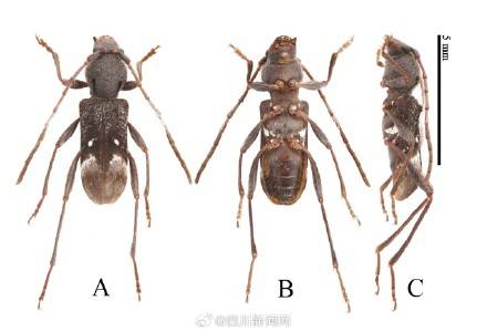 全球生物多样性再添“四川印记” 四川黄龙发现4种昆虫新种 (pic4) 全球生物多样性再添“四川印记” 四川黄龙发现4种昆虫新种 (pic4)