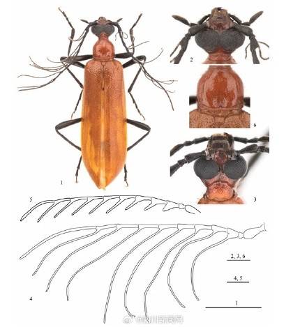 全球生物多样性再添“四川印记” 四川黄龙发现4种昆虫新种 (pic3) 全球生物多样性再添“四川印记” 四川黄龙发现4种昆虫新种 (pic3)