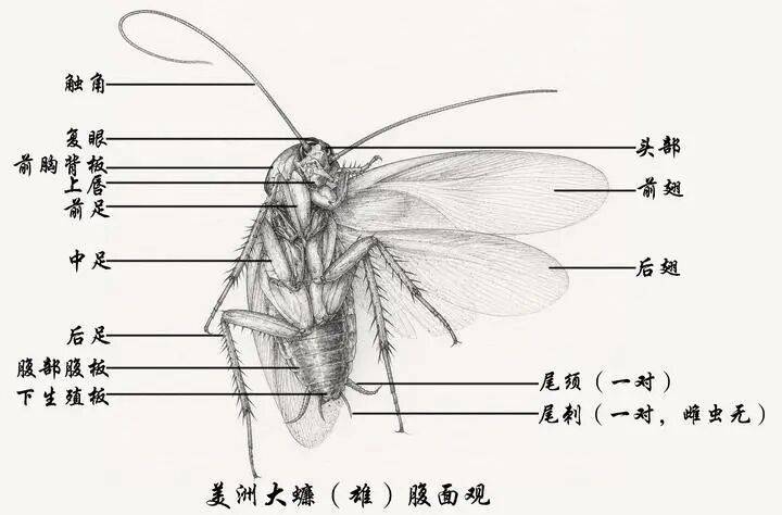 北京的“大蟑螂”，真变多了吗？ (pic1)
